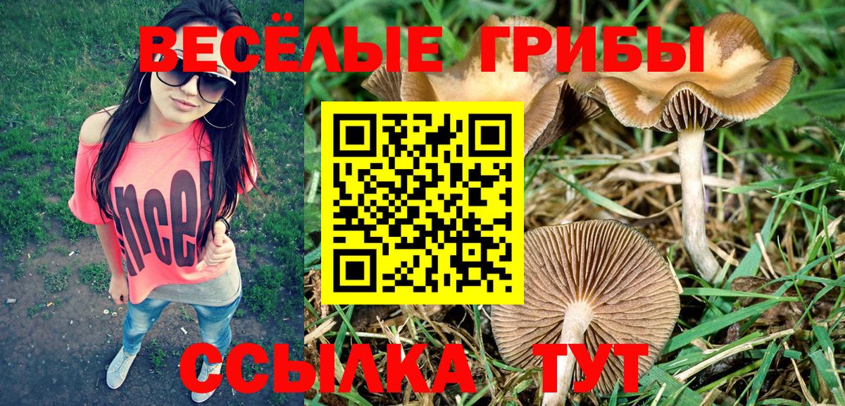 Псилоцибиновые грибы Psilocybe Калач-на-Дону